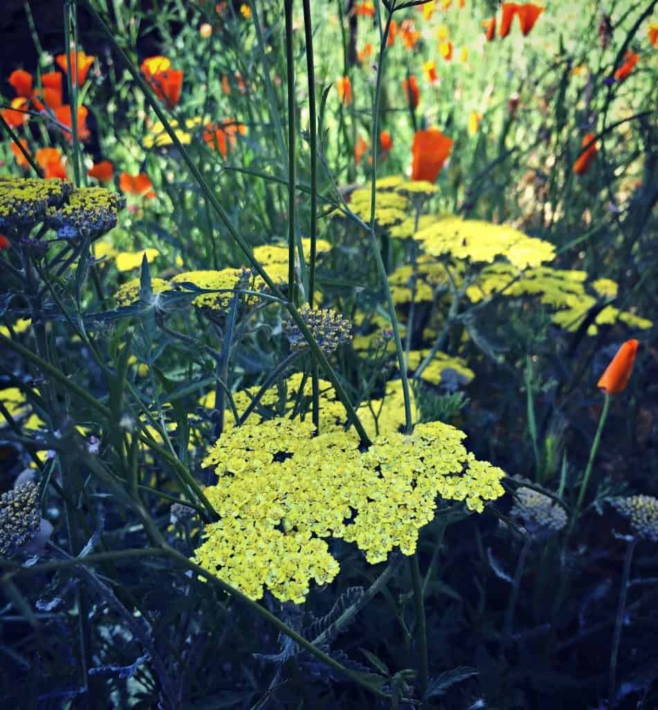 yellow yarrow