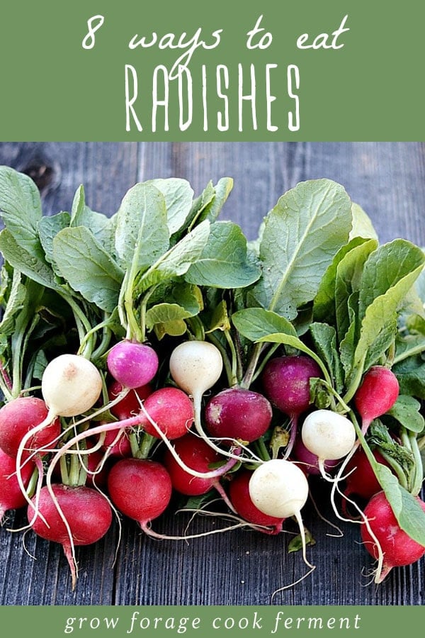 A large bunch of fresh radishes and radish greens