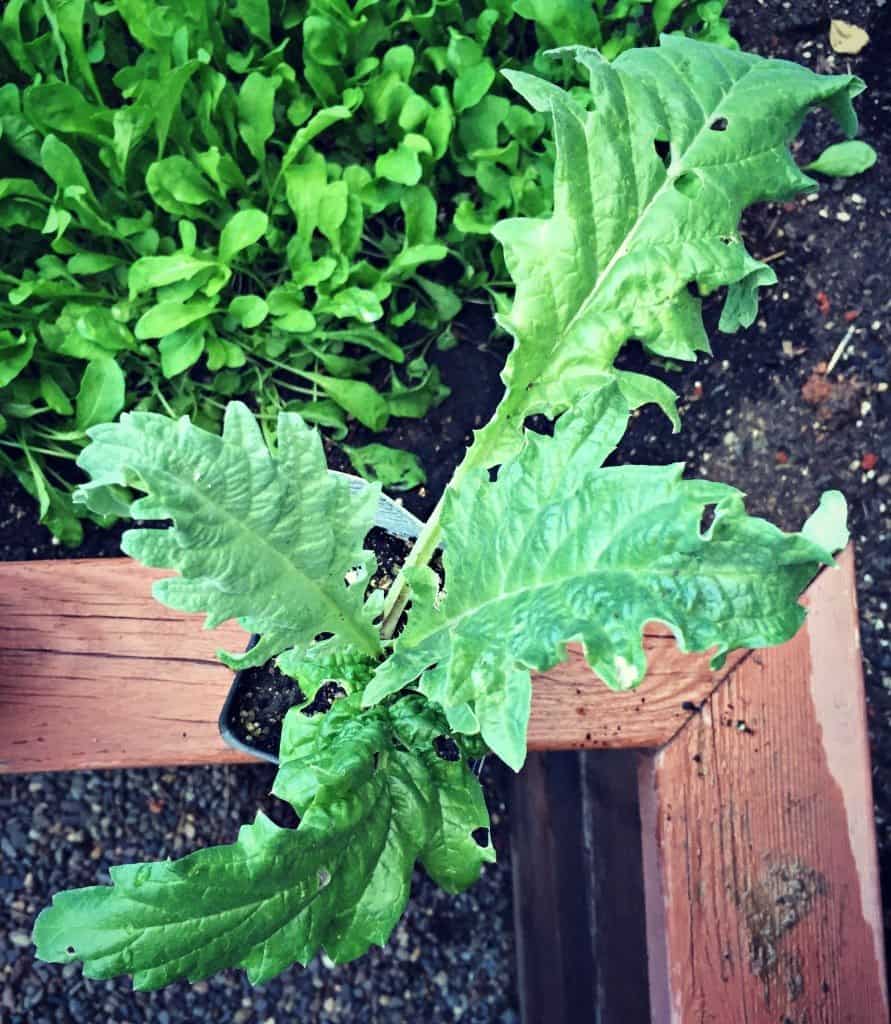 artichoke plant