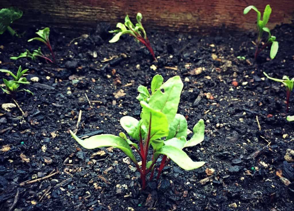 baby chard