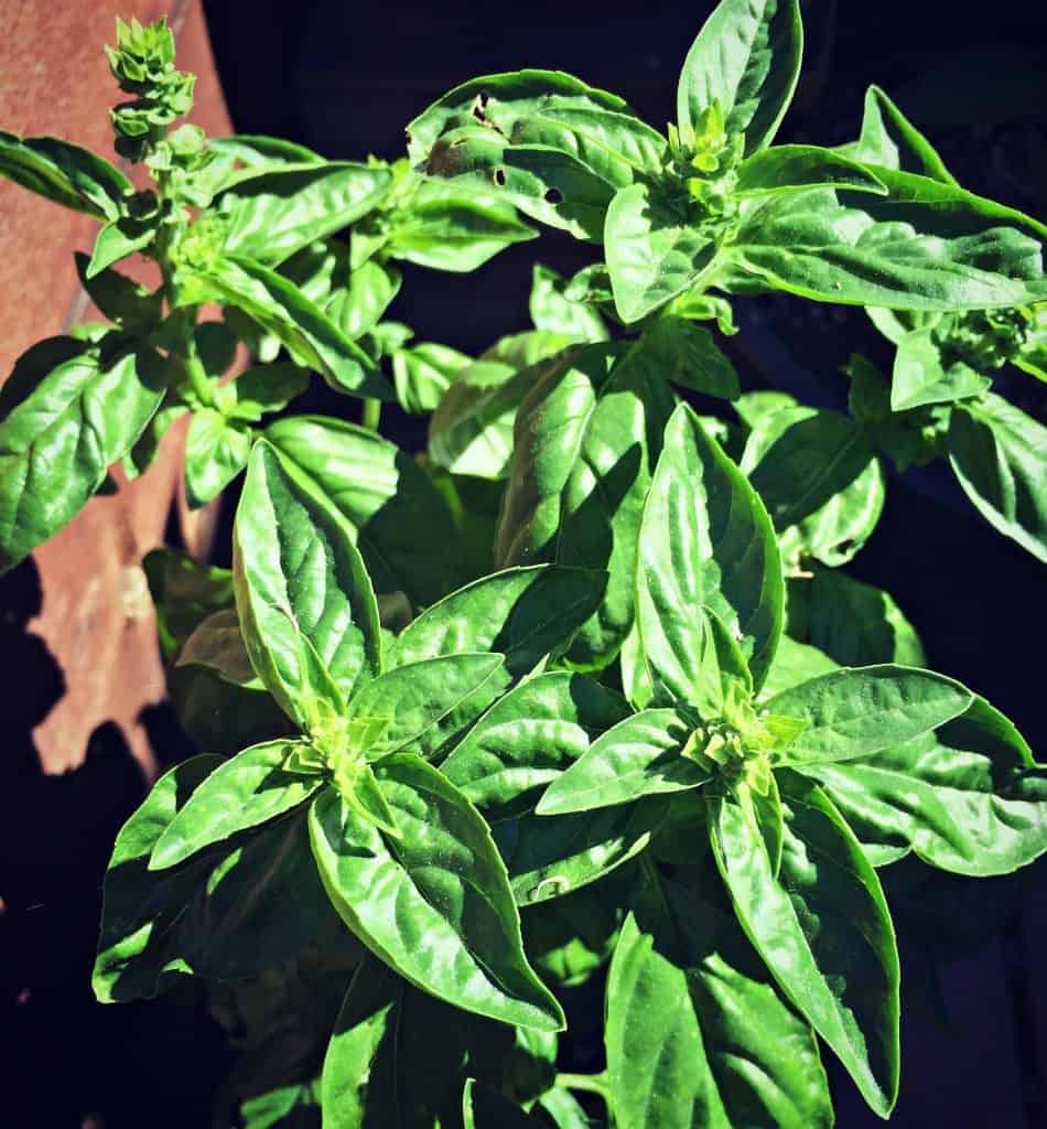 basil flowering