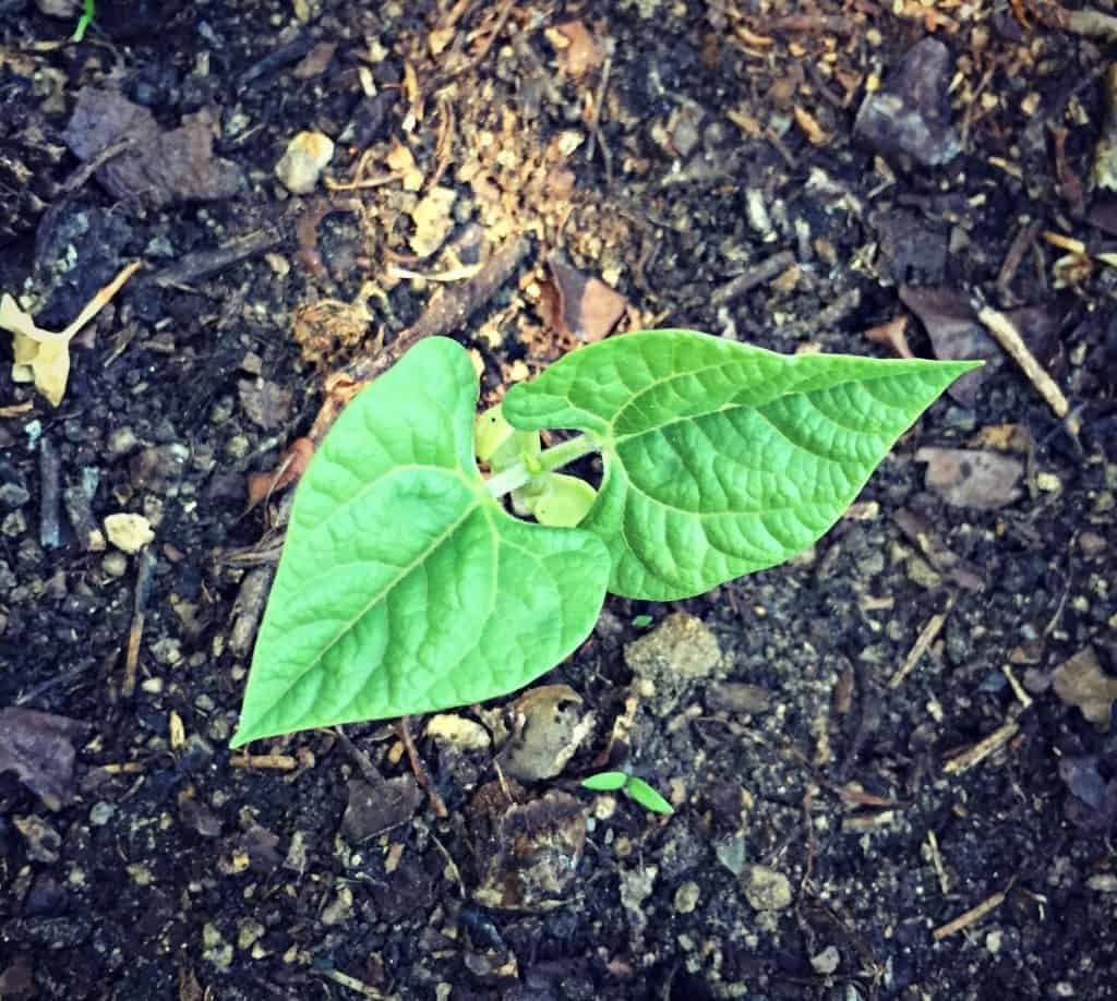 bean seedling