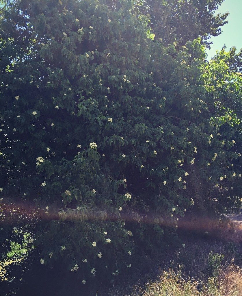 big elderberry tree