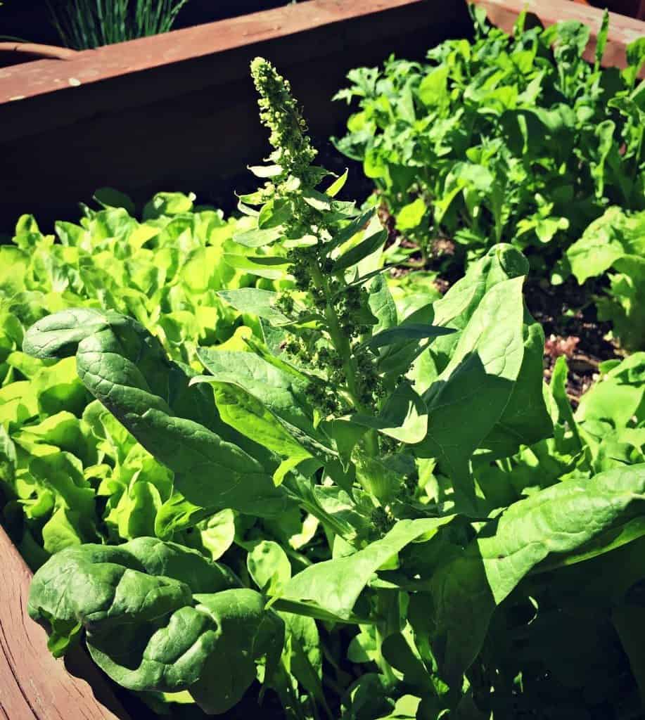 bolting spinach