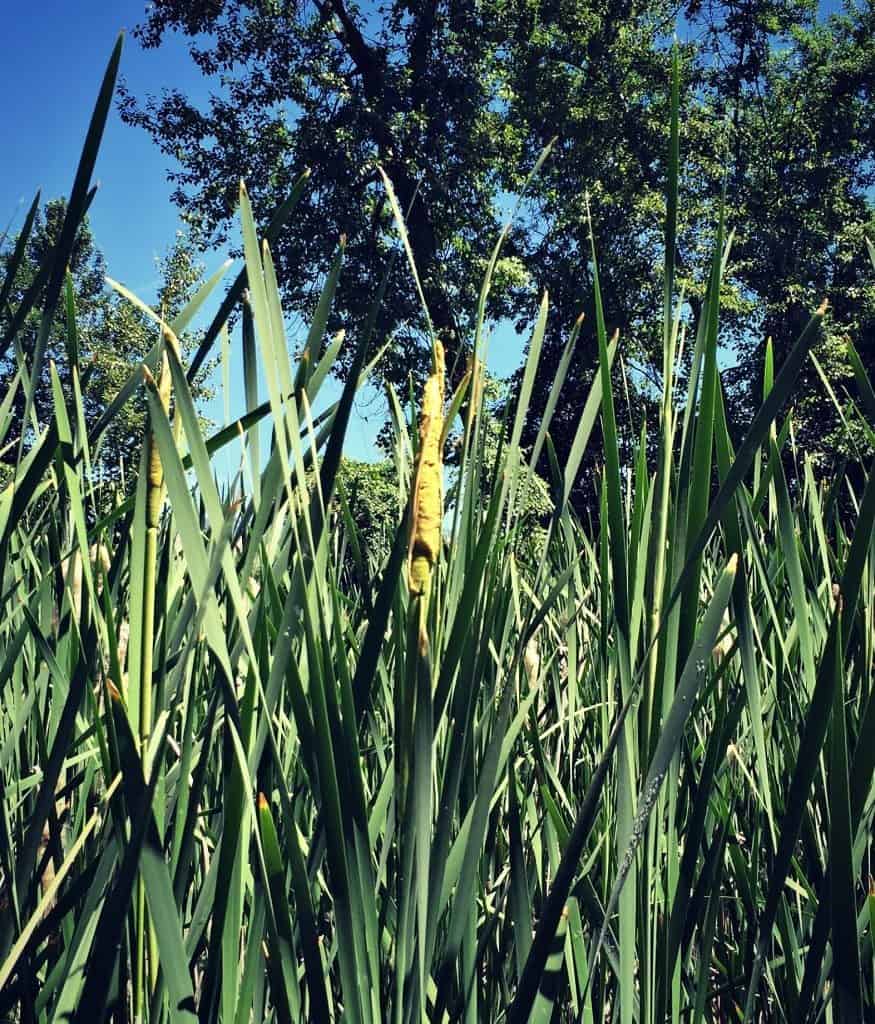 cattail pollen