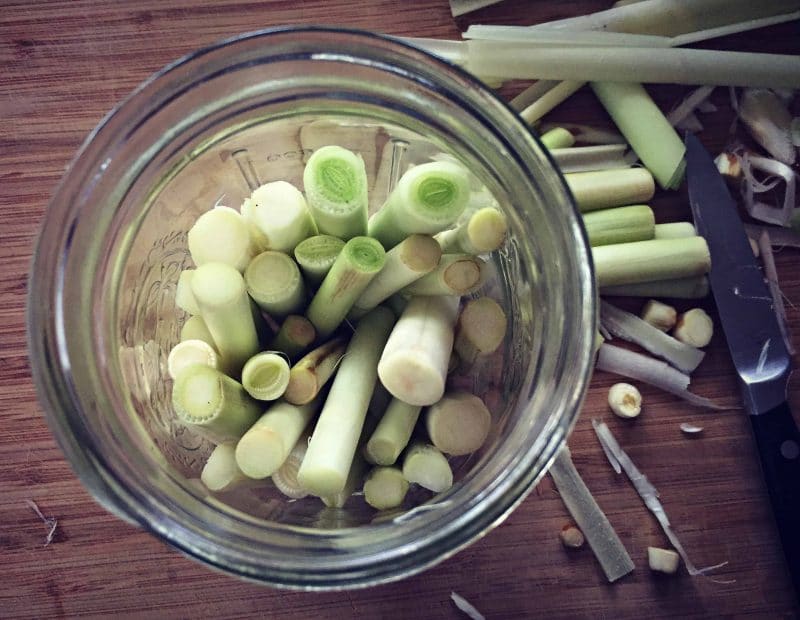 cattail shoots in a jar