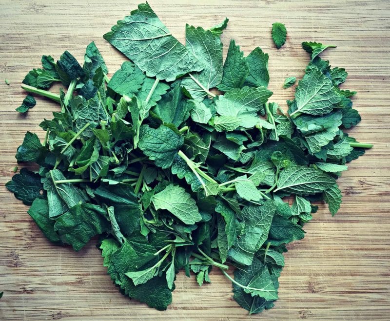 Lemon bam is an edible and medicinal herb in the mint family. You may not have heard of it, but you've probably seen it and may even have some growing in your own backyard. Learn how to identify lemon balm, how to forge for it, how to grow it, and its many culinary and herbal medicine uses. Plus a recipe for lemon balm iced tea! #herbalism #herbs #gardening #foraging chopped lemon balm