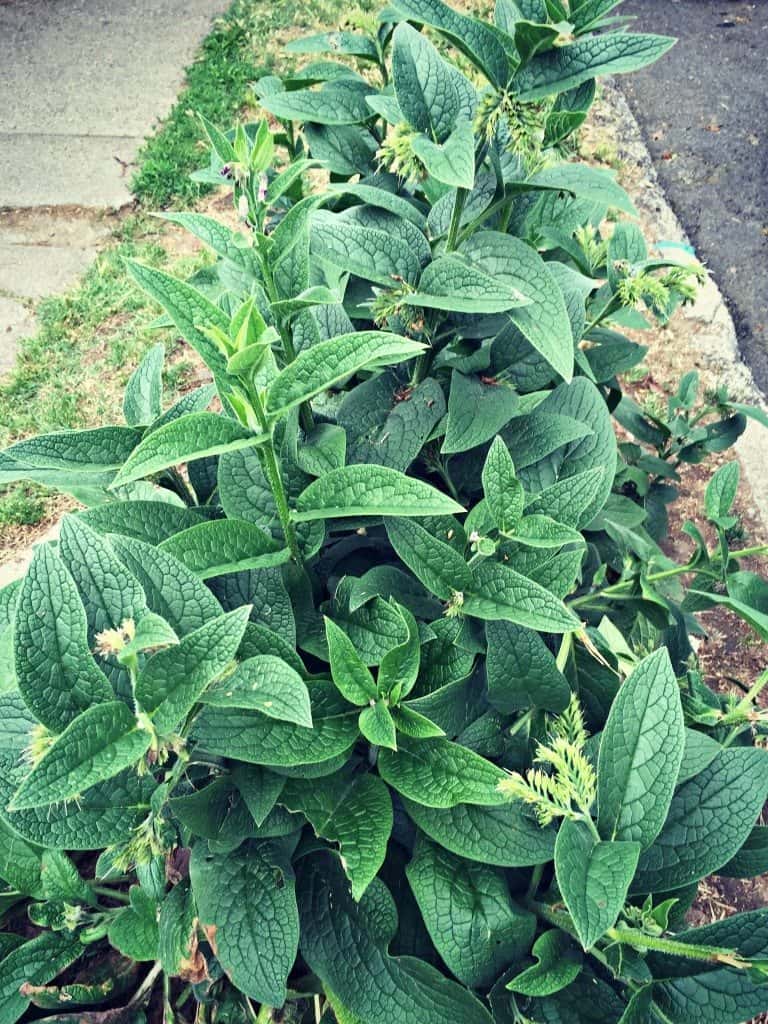 comfrey sidewalk