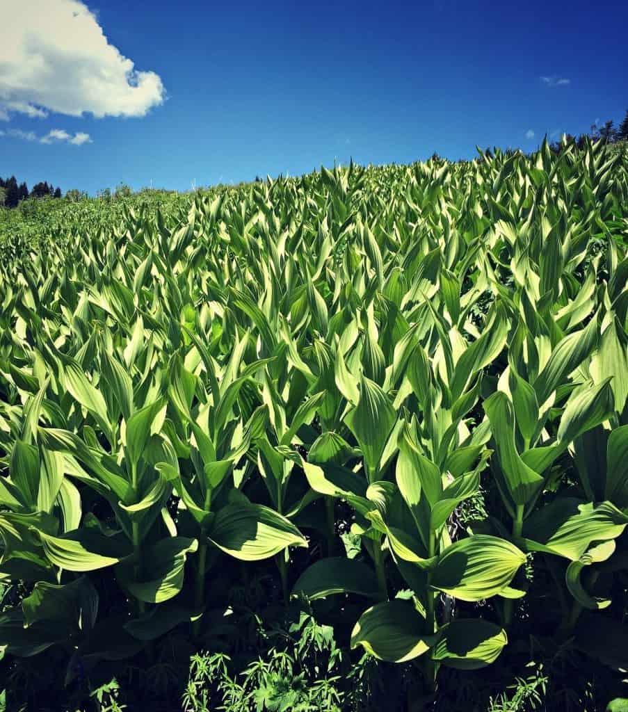 corn lilies