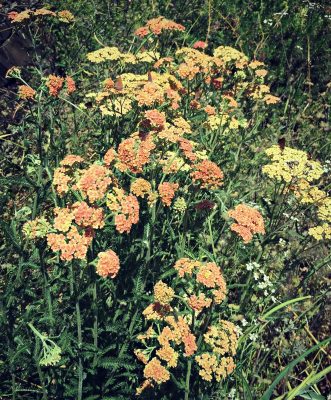 Foraging for Yarrow: Nature's Medicine