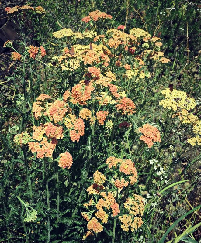 Foraging for Yarrow Nature's Medicine