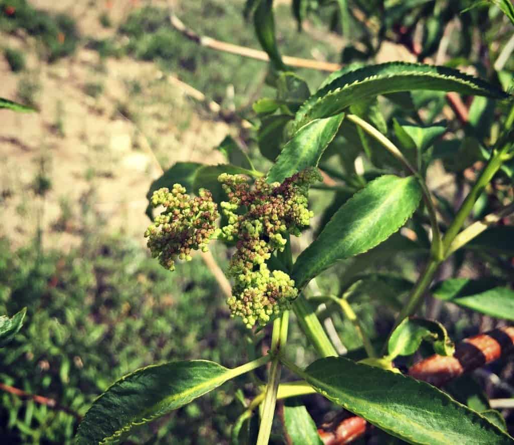 elderberry flower bud