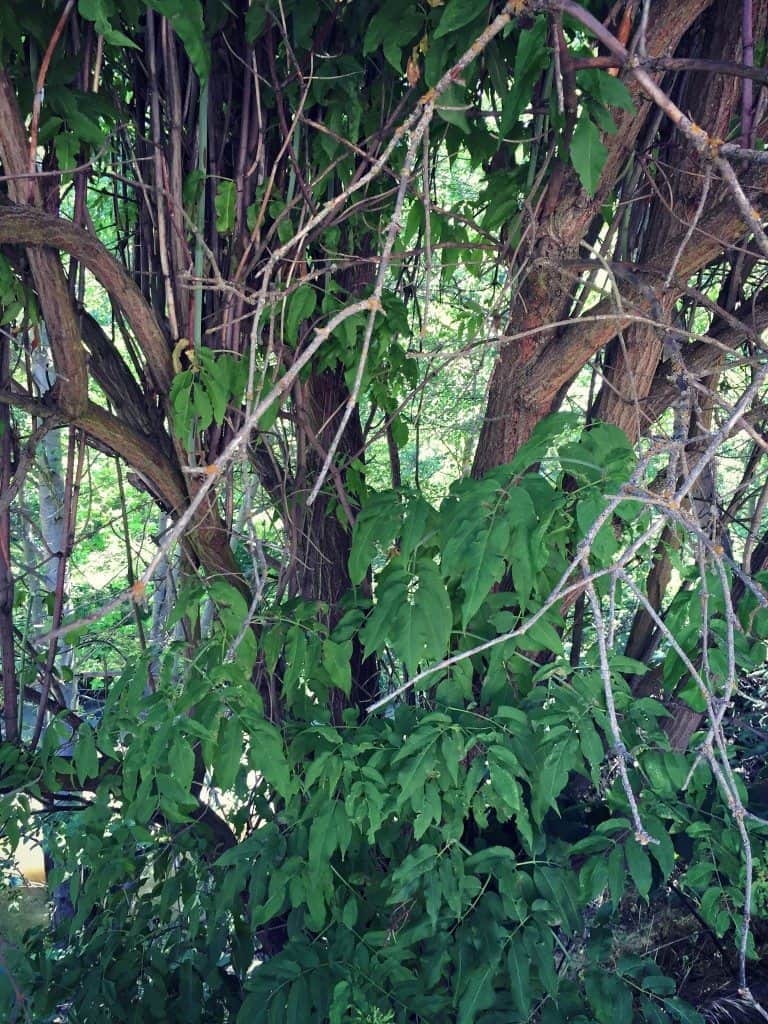 elderberry tree base