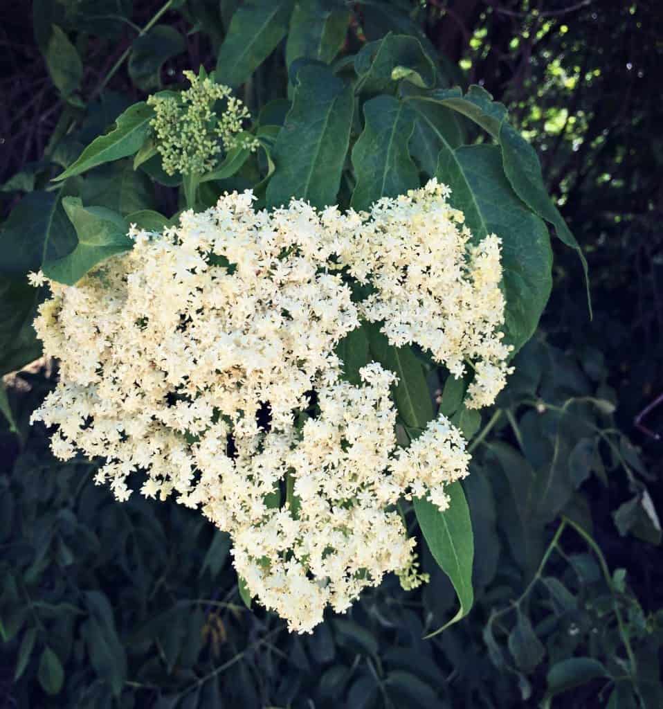 elderflower