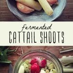 Fermented cattail shoots in a glass jar, and fermented cattails in a small bowl.