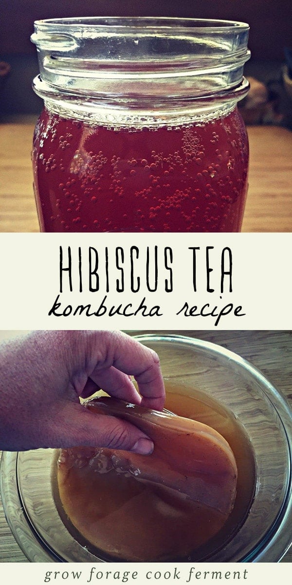 This hibiscus kombucha is a wonderfully refreshing drink on a hot summer day! Learn how to ferment this delicious kombucha recipe using hibiscus tea. #ferment #kombucha #healthydrinks