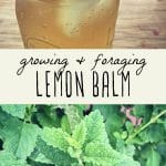 Lemon balm iced tea and a lemon balm plant.