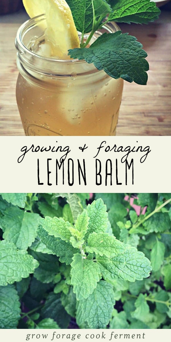 Lemon bam is an edible and medicinal herb in the mint family. You may not have heard of it, but you've probably seen it and may even have some growing in your own backyard. Learn how to identify lemon balm, how to forge for it, how to grow it, and its many culinary and herbal medicine uses. Plus a recipe for lemon balm iced tea! #herbalism #herbs #gardening #foraging