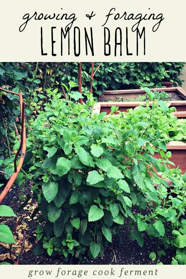 Lemon bam is an edible and medicinal herb in the mint family. You may not have heard of it, but you've probably seen it and may even have some growing in your own backyard. Learn how to identify lemon balm, how to forge for it, how to grow it, and its many culinary and herbal medicine uses. Plus a recipe for lemon balm iced tea! #herbalism #herbs #gardening #foraging A picture of a lemon balm plant.