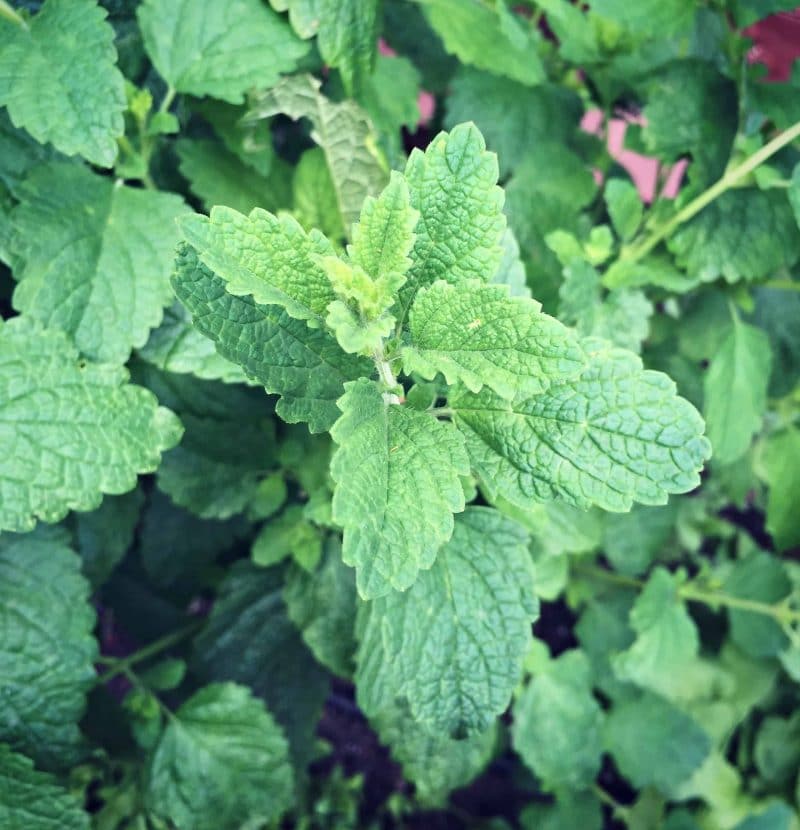 lemon balm close up