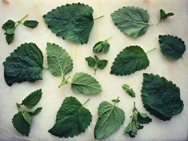 lemon balm leaves