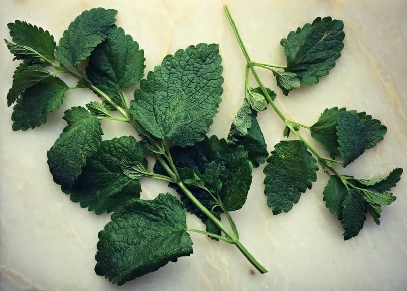Lemon bam is an edible and medicinal herb in the mint family. You may not have heard of it, but you've probably seen it and may even have some growing in your own backyard. Learn how to identify lemon balm, how to forge for it, how to grow it, and its many culinary and herbal medicine uses. Plus a recipe for lemon balm iced tea! #herbalism #herbs #gardening #foraging lemon balm leaves