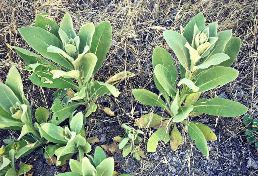 mullein