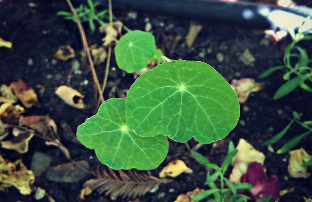 nasturtium sprouts