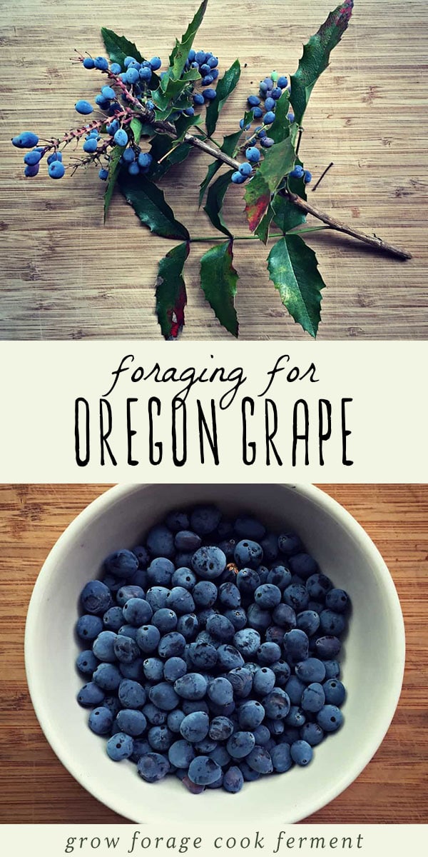 Oregon grape is an amazing native edible and medicinal plant! It's a wild bush native to Oregon and other western states with a variety of uses, both in cooking and in herbal medicine. Learn how to identify and forage for oregon grape in the summer, plus the many ways to use it! #forage #wildcrafting