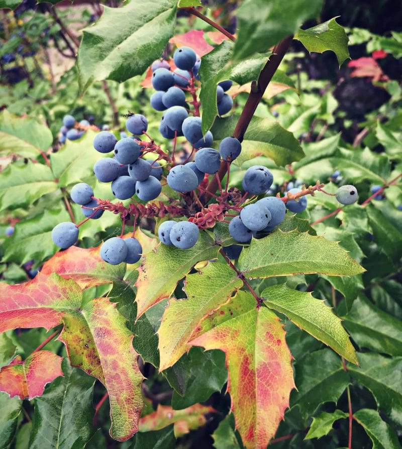 Image of Oregon grape bush in bloom