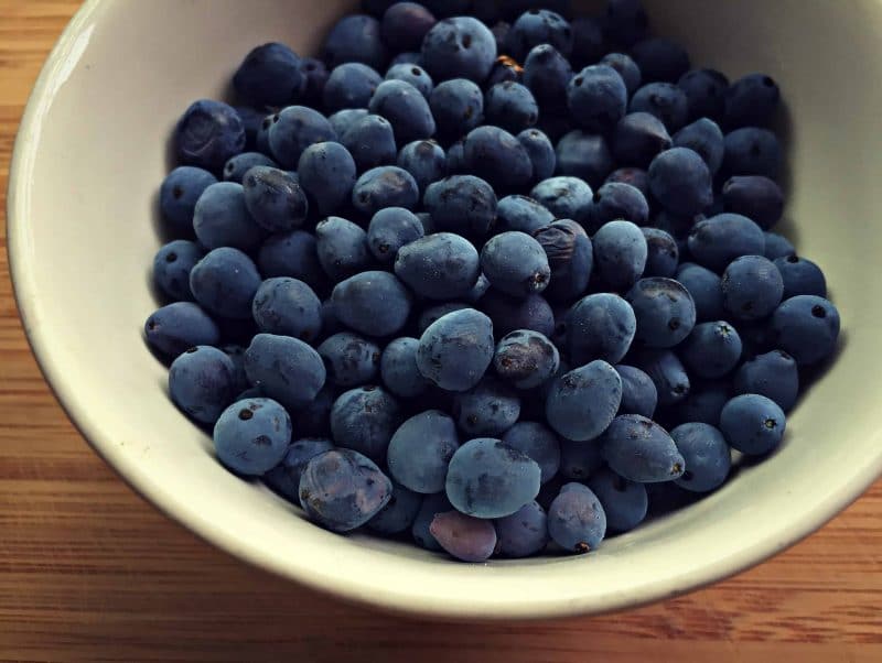 oregon grape berries in a bowl