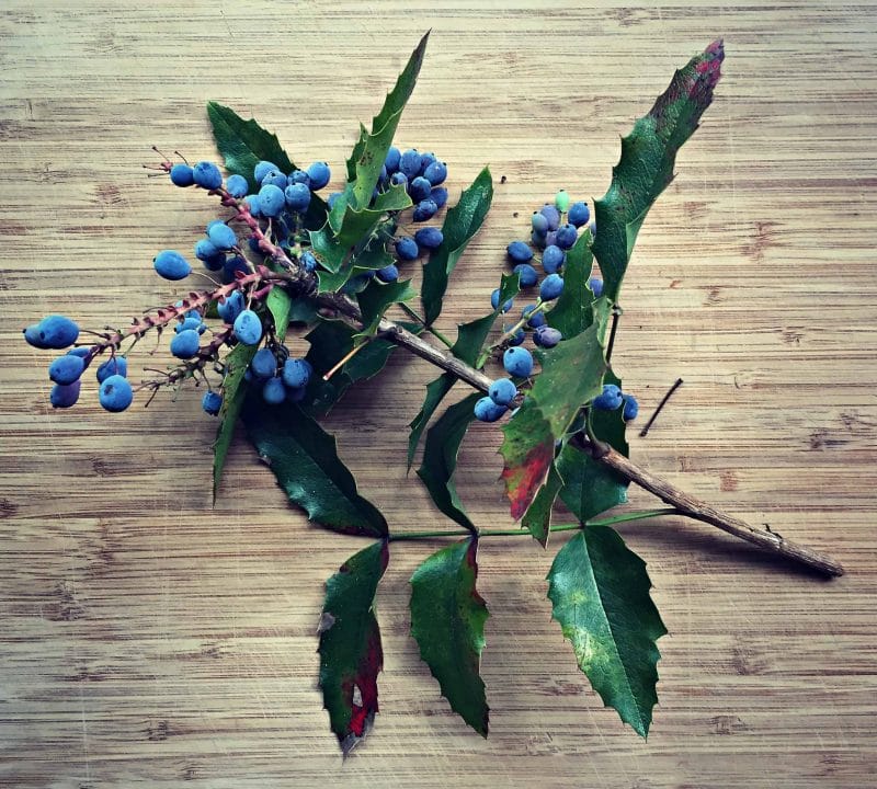 oregon grape branch