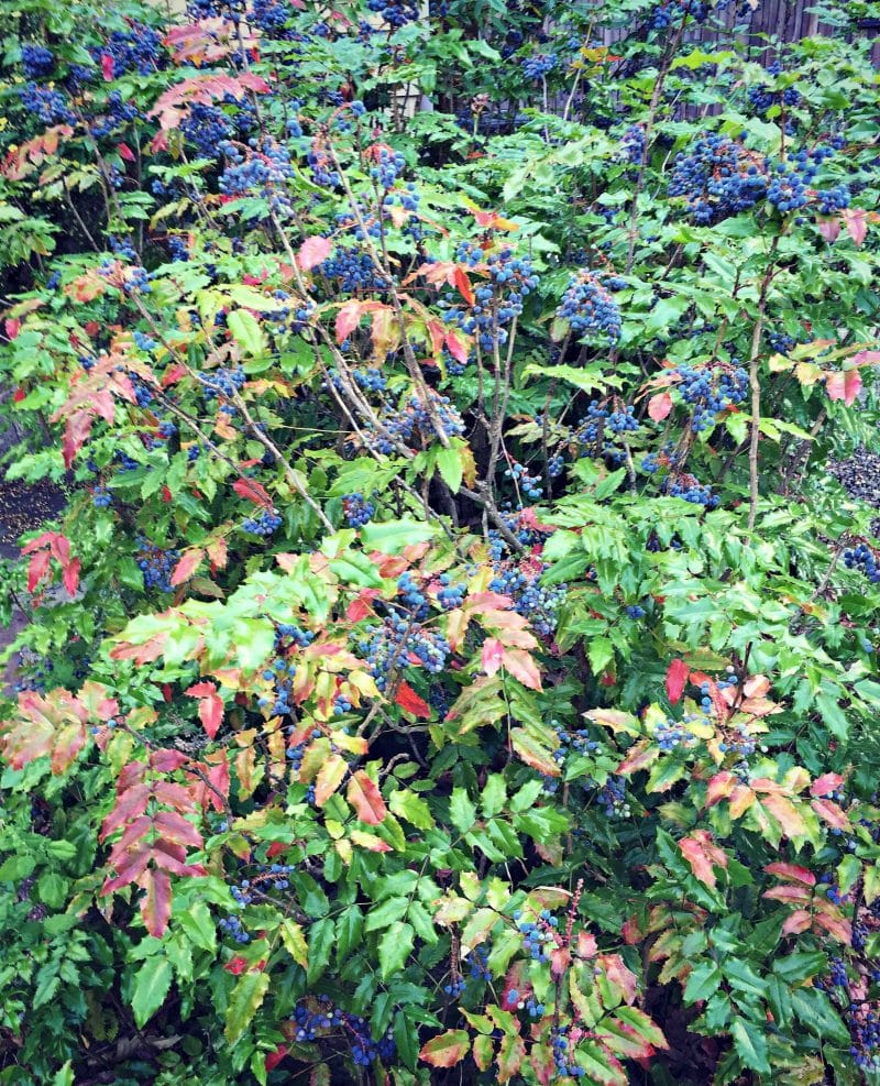 tall oregon grape shrubs