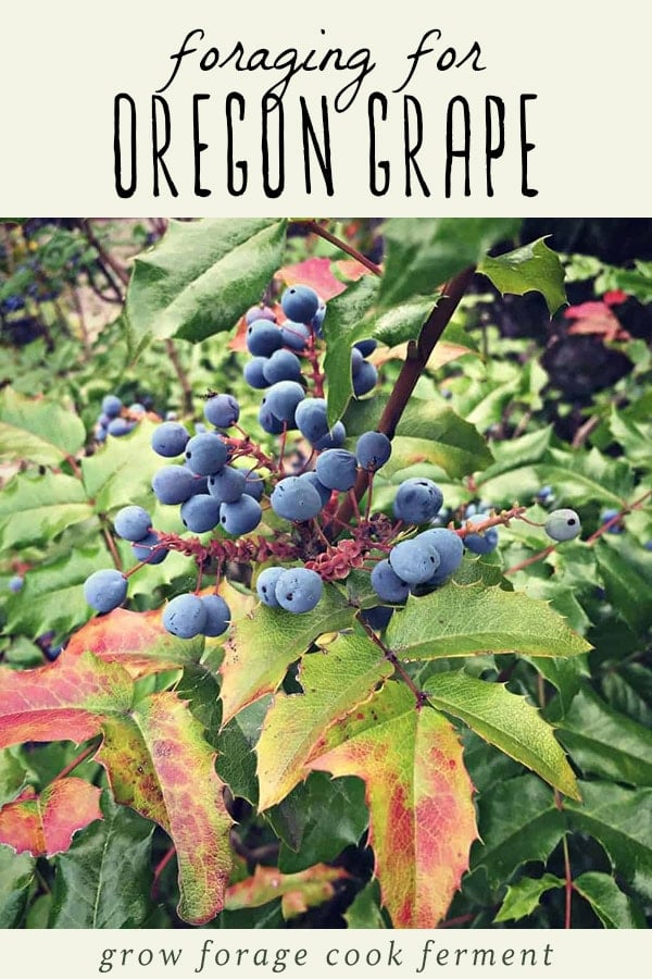 Oregon grape bush, and how to forage for oregon grapes.