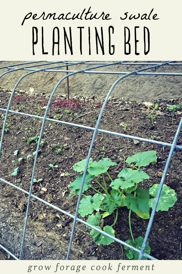 A permaculture swale planting bed in a backyard garden.