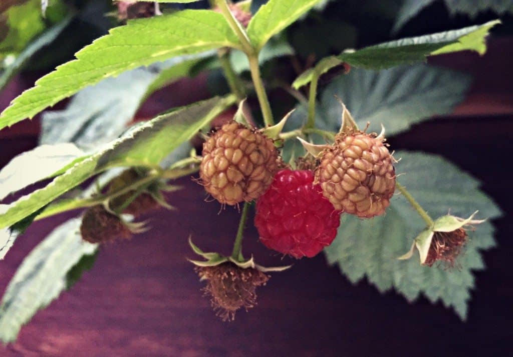 red raspberry