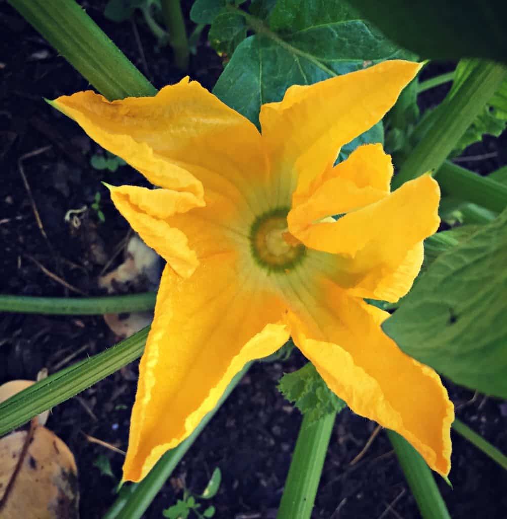 squash blossom