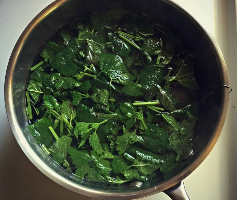 Lemon bam is an edible and medicinal herb in the mint family. You may not have heard of it, but you've probably seen it and may even have some growing in your own backyard. Learn how to identify lemon balm, how to forge for it, how to grow it, and its many culinary and herbal medicine uses. Plus a recipe for lemon balm iced tea! #herbalism #herbs #gardening #foraging steeping lemon balm tea