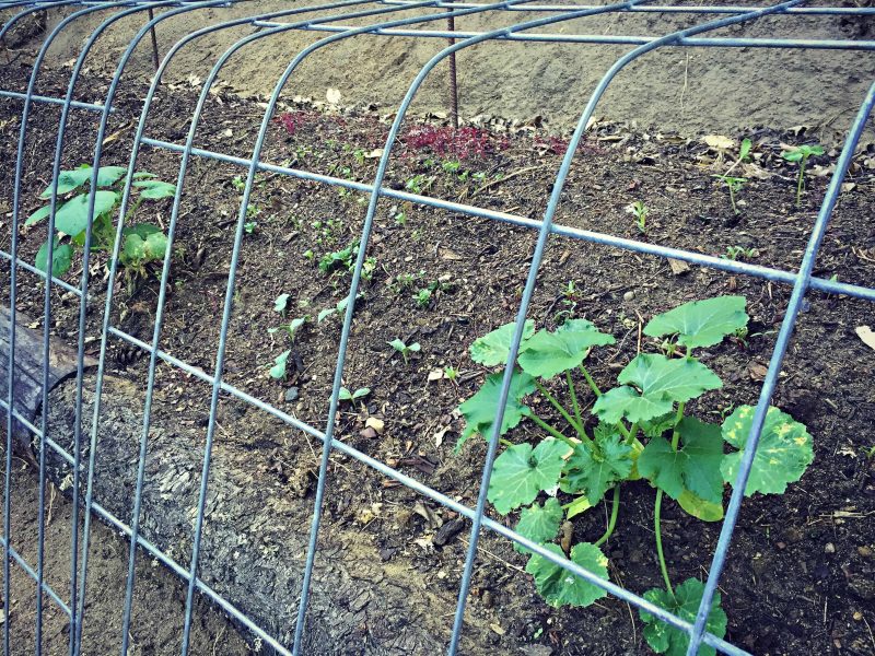 permaculture swale bed