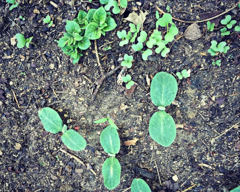 permaculture swale bed