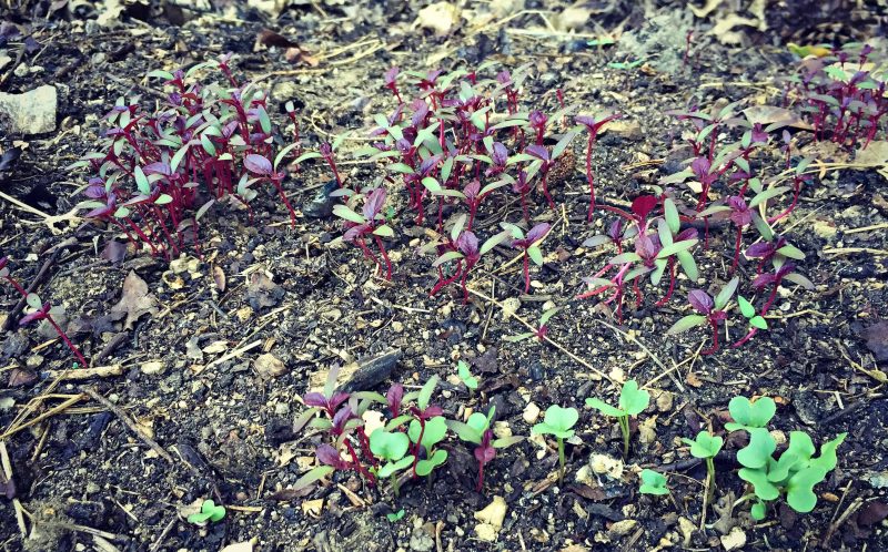 Amaranth and collard greens seedlings