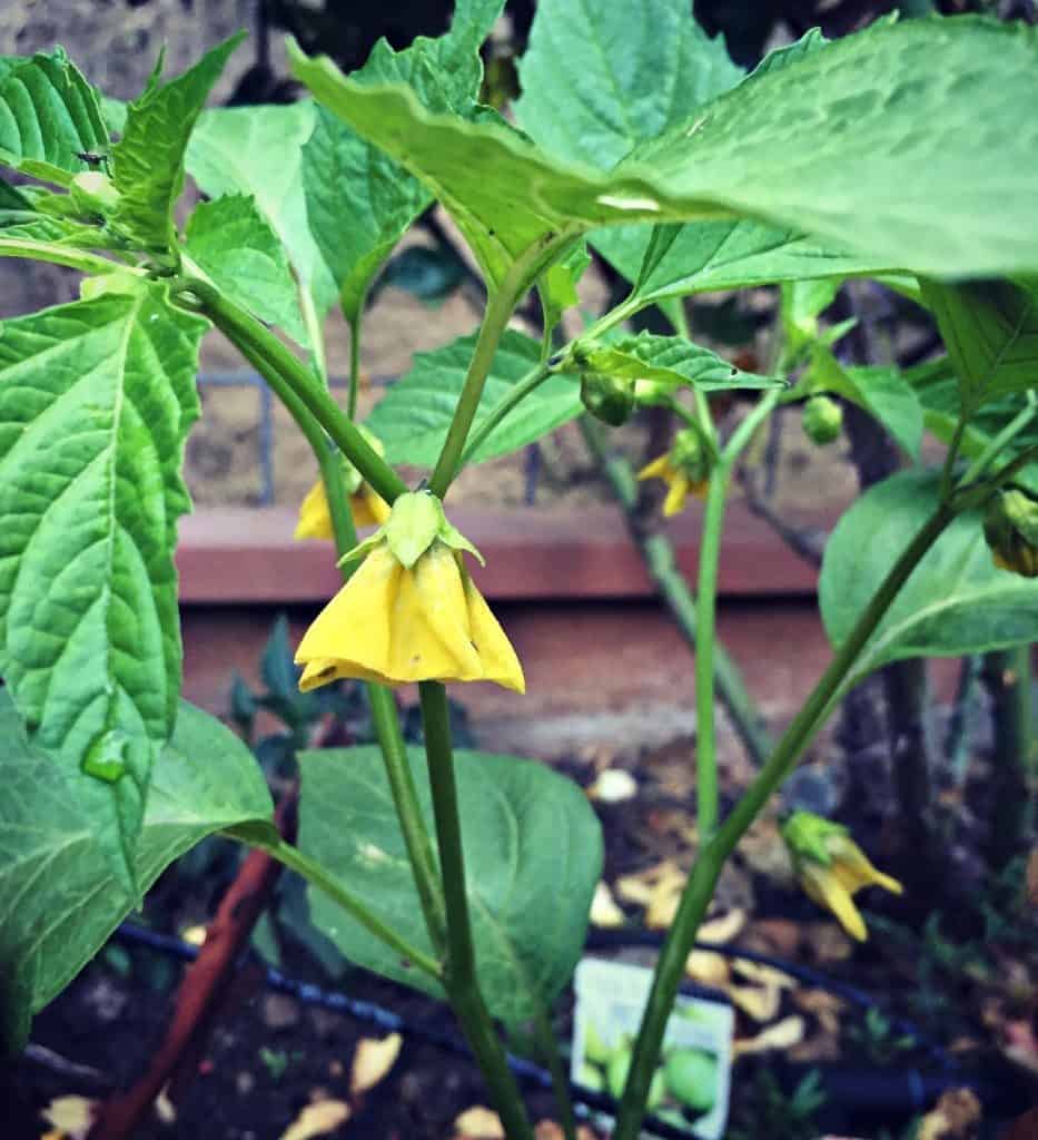 tomatillo flower