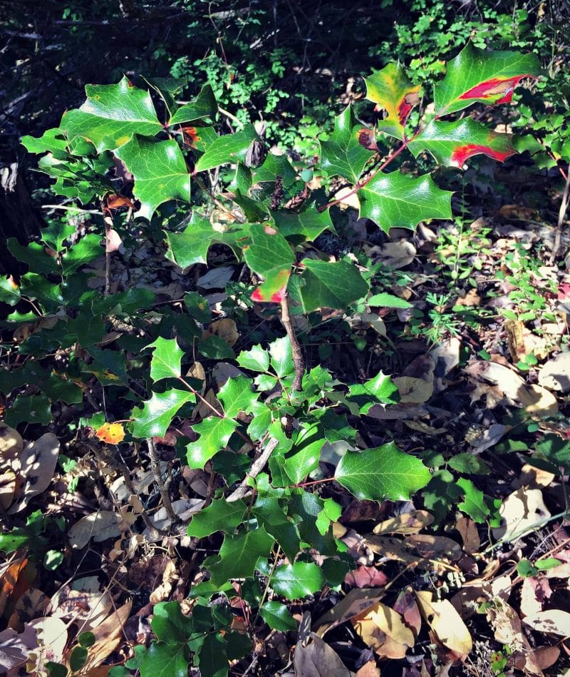 wild low growing oregon grape