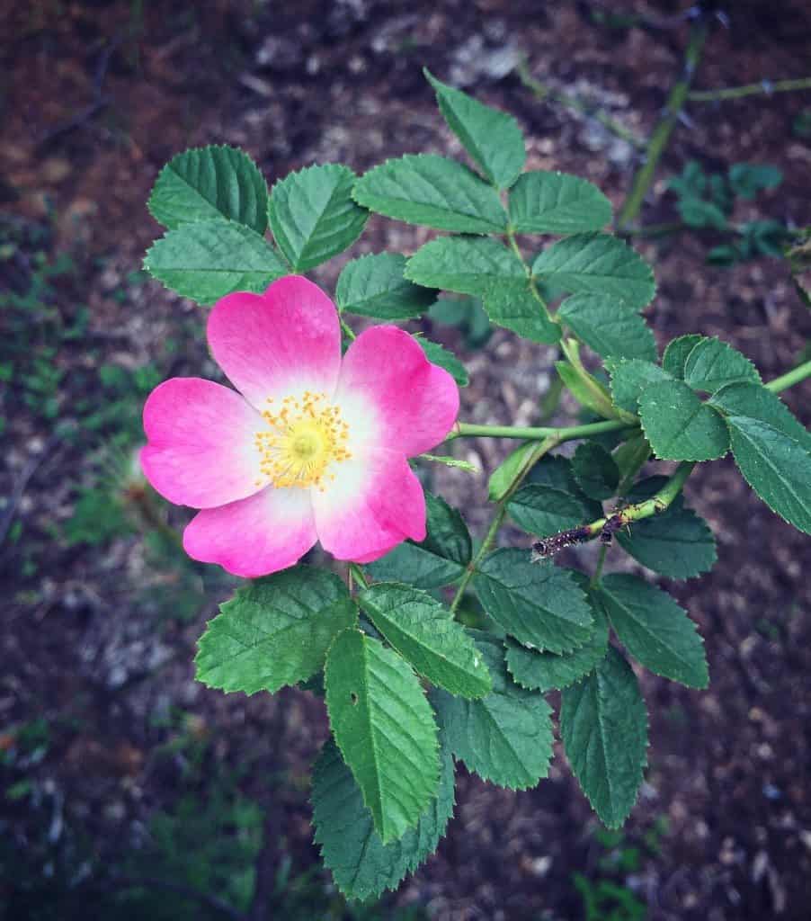 wild rose