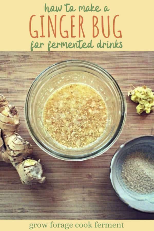 How to Make a Ginger Bug