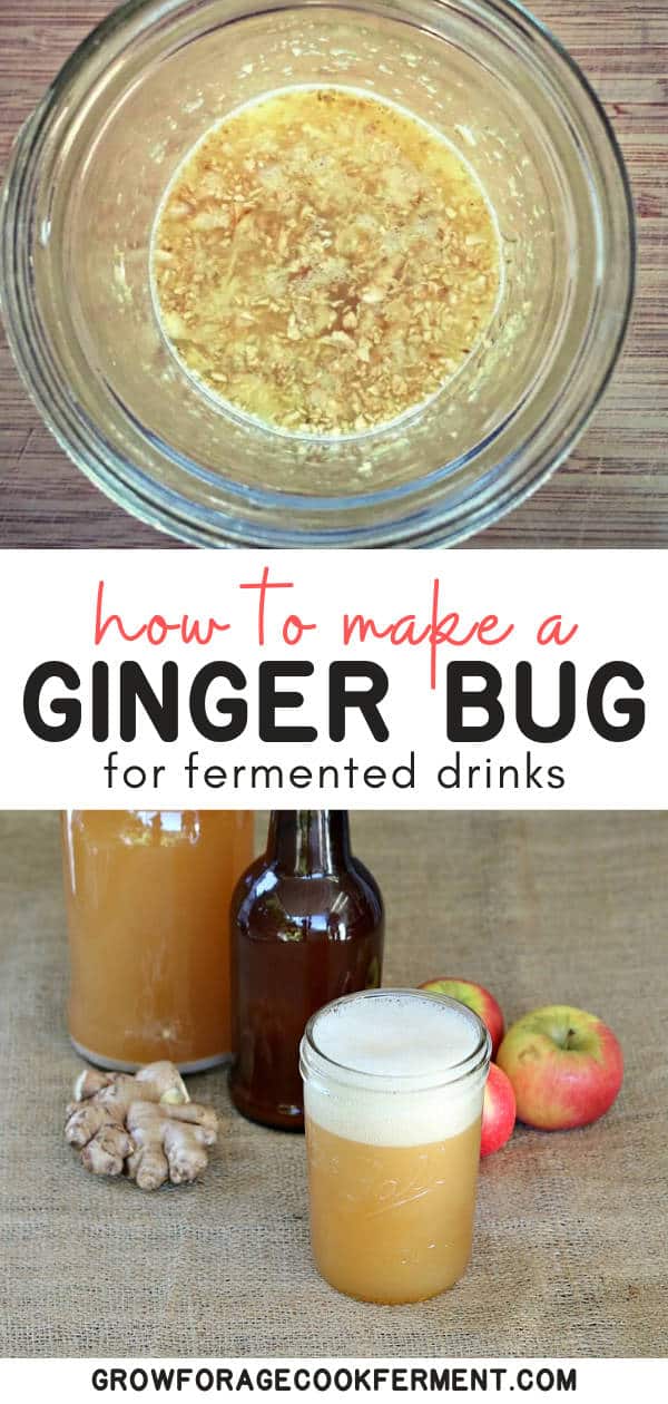 How to Make a Ginger Bug