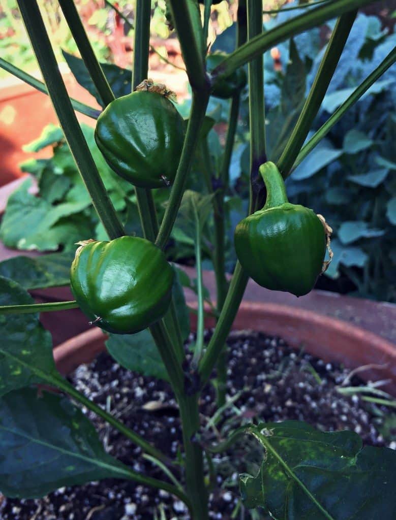 baby bell peppers