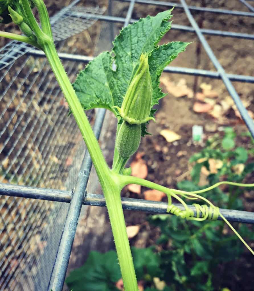 baby spaghetti squash