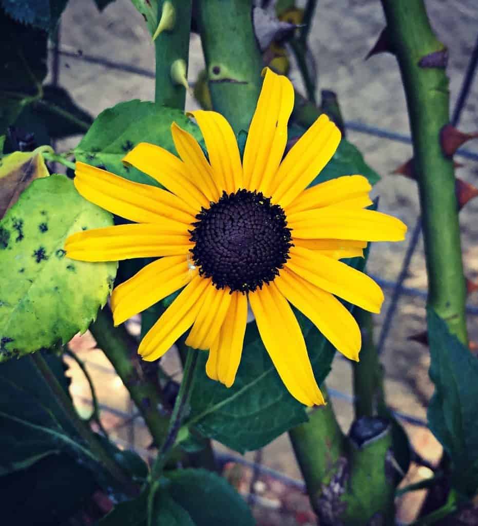 black eyed susan