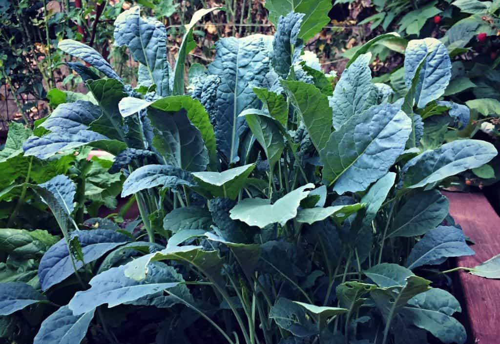 dino kale